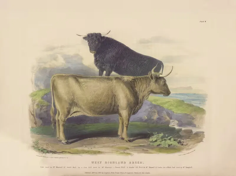 The West Highland Breed by David Low, 1842 — digital art print download