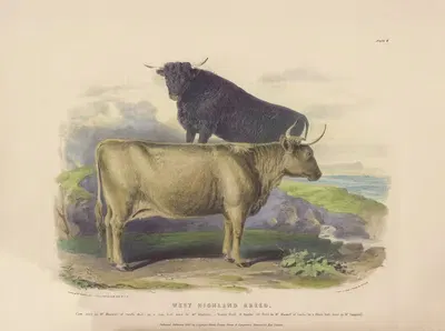 The West Highland Breed by David Low, 1842 — digital art print download