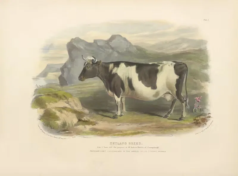 The Zetland Breed by David Low, 1842 — digital art print download