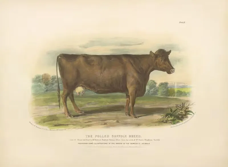 The Polled Suffolk Breed by David Low, 1842 — digital art print download