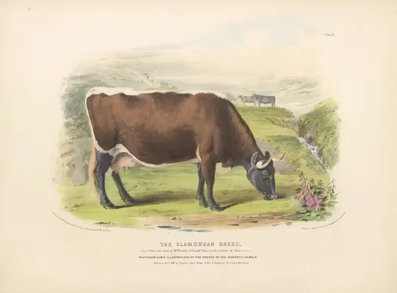The Glamorgan Breed by David Low, 1842 — digital art print download