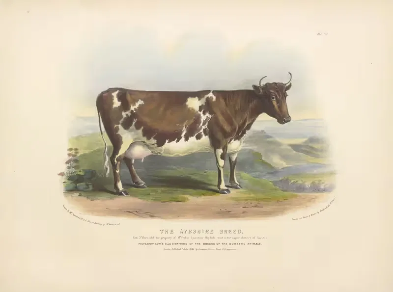 The Ayrshire Breed by David Low, 1842 — digital art print download