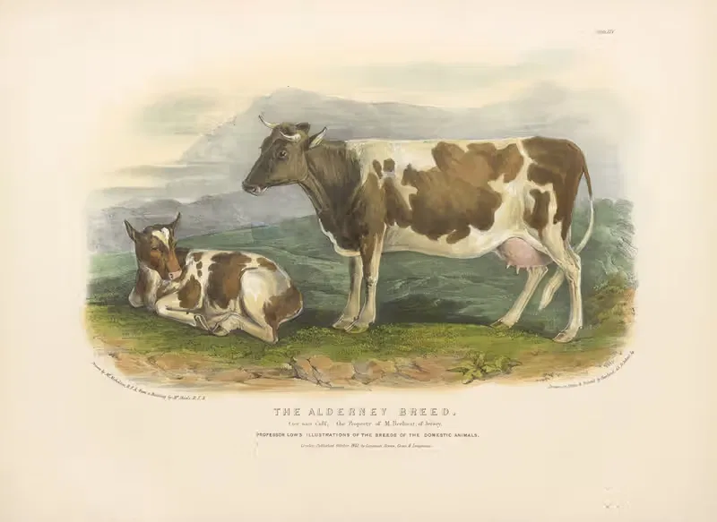 The Alderney Breed by David Low, 1842 — digital art print download