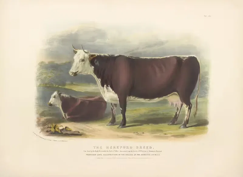 The Hereford Breed by David Low, 1842 — digital art print download