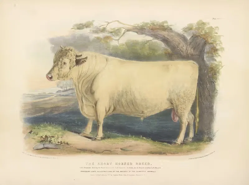 The Short-Horned Breed by David Low, 1842 — digital art print download