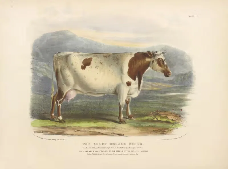 The Short-Horned Breed by David Low, 1842 — digital art print download