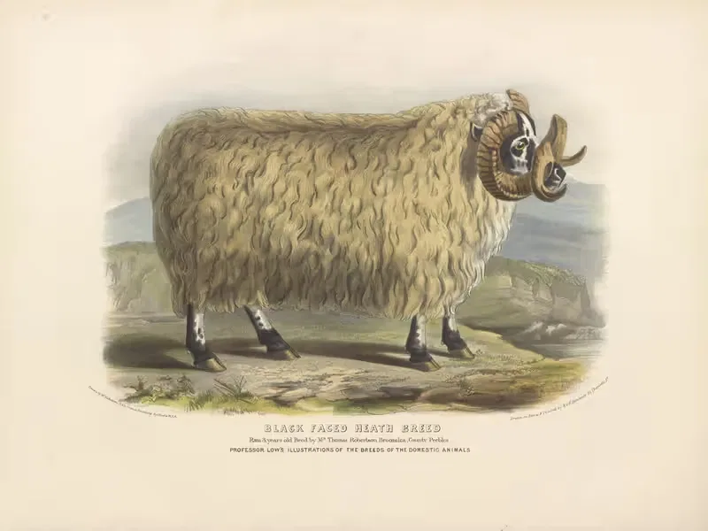 The Black-Faced Heath Breed by David Low, 1842 — digital art print download