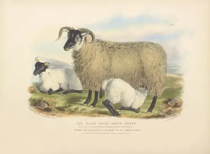 The Black-Faced Heath Breed by David Low, 1842 — digital art print download