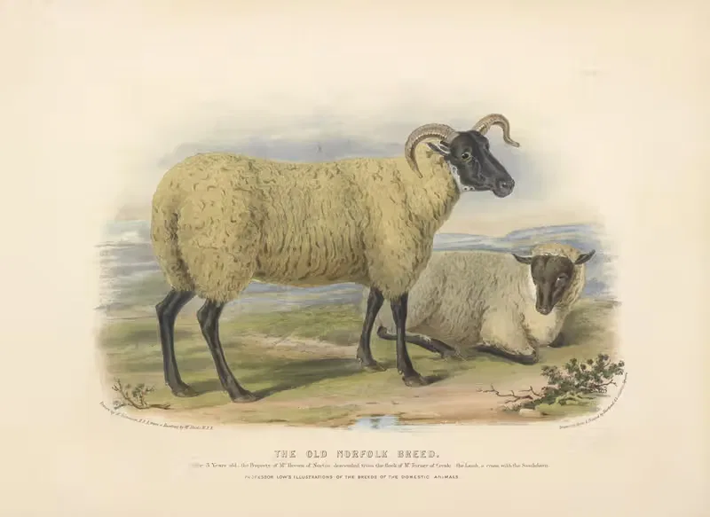 The Old Norfolk Breed by David Low, 1842 — digital art print download