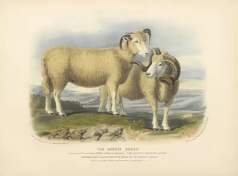 The Dorset Breed by David Low, 1842 — digital art print download