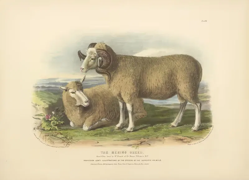 The Merino Breed by David Low, 1842 — digital art print download