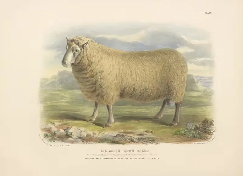 The South-Down Breed by David Low, 1842 — digital art print download