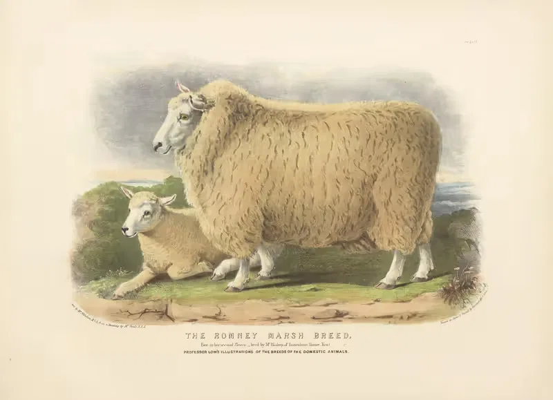 The Romney Marsh Breed by David Low, 1842 — digital art print download