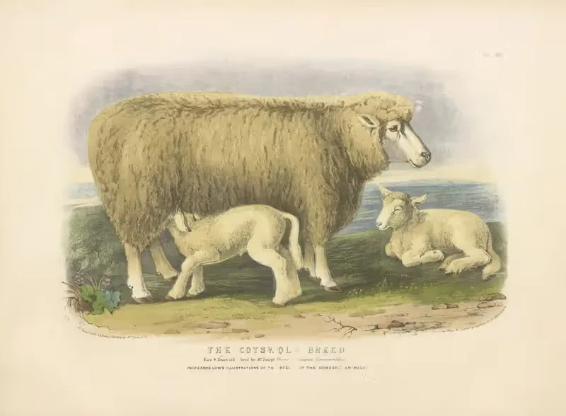 The Cotswold Breed by David Low, 1842 — digital art print download