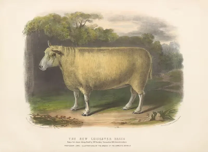 The New Leicester Breed by David Low, 1842 — digital art print download