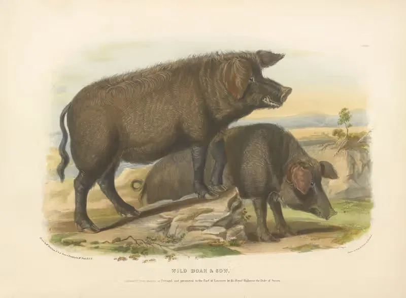 The Wild Boar & Sow by David Low, 1842 — digital art print download