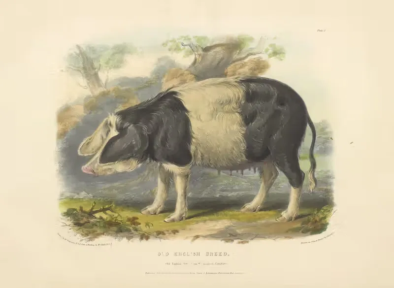 The Old English Breed by David Low, 1842 — digital art print download
