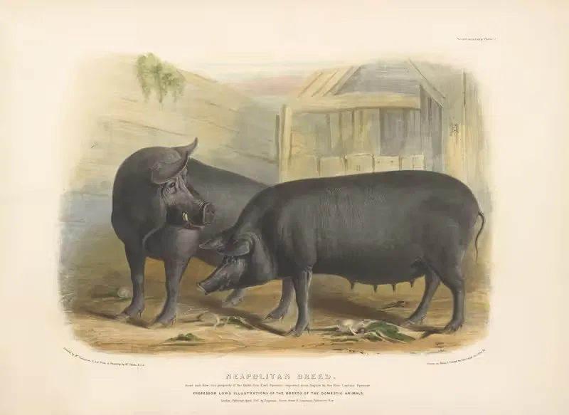 The Neapolitan Breed by David Low, 1842 — digital art print download