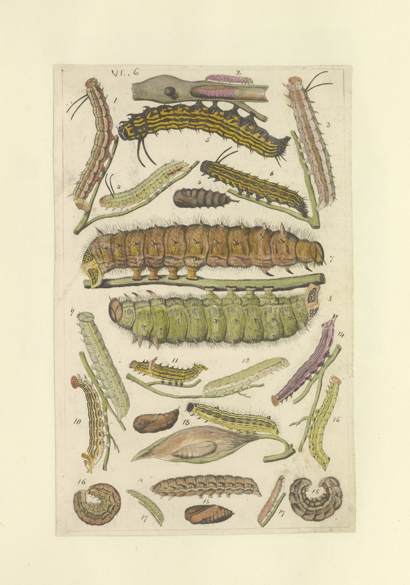 Lepidoptera Pl.006 by Townend Glover, 1873 — digital art print download