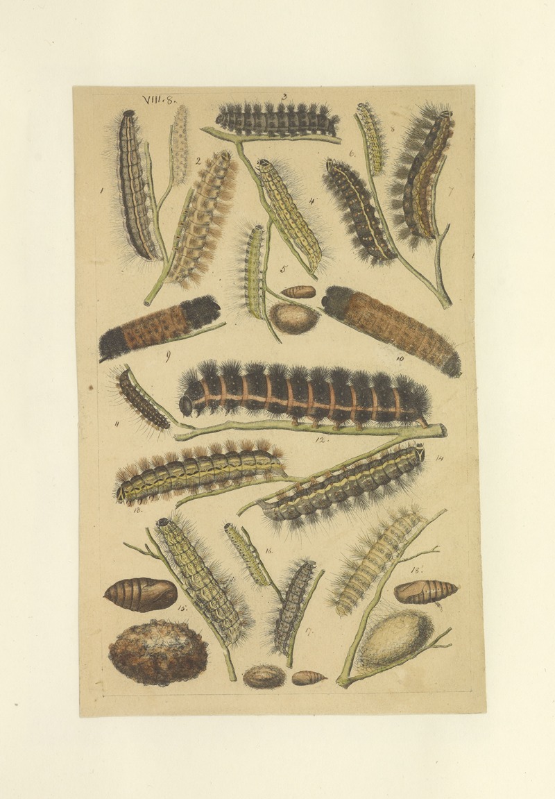 Lepidoptera Pl.008 by Townend Glover, 1873 — digital art print download