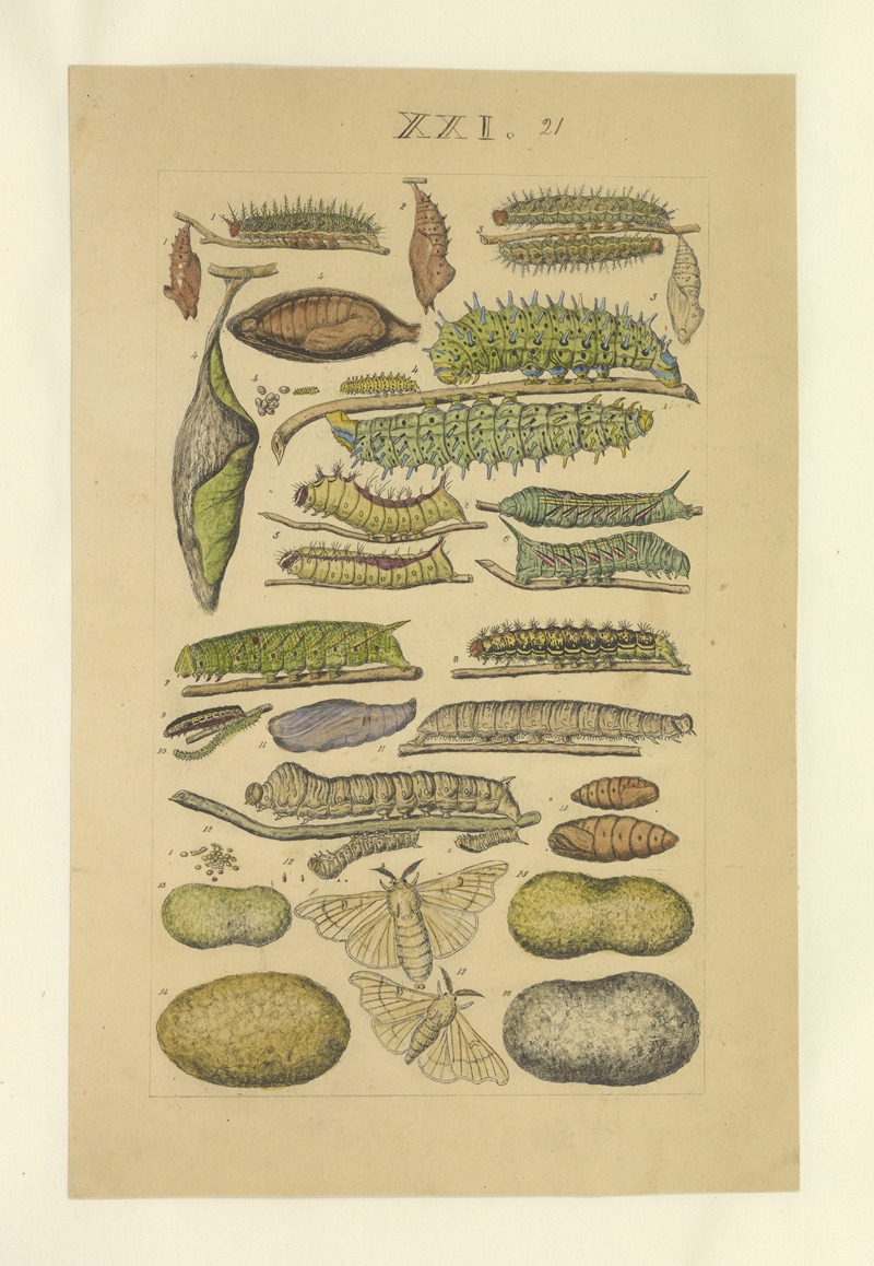 Lepidoptera Pl.021 by Townend Glover, 1873 — digital art print download