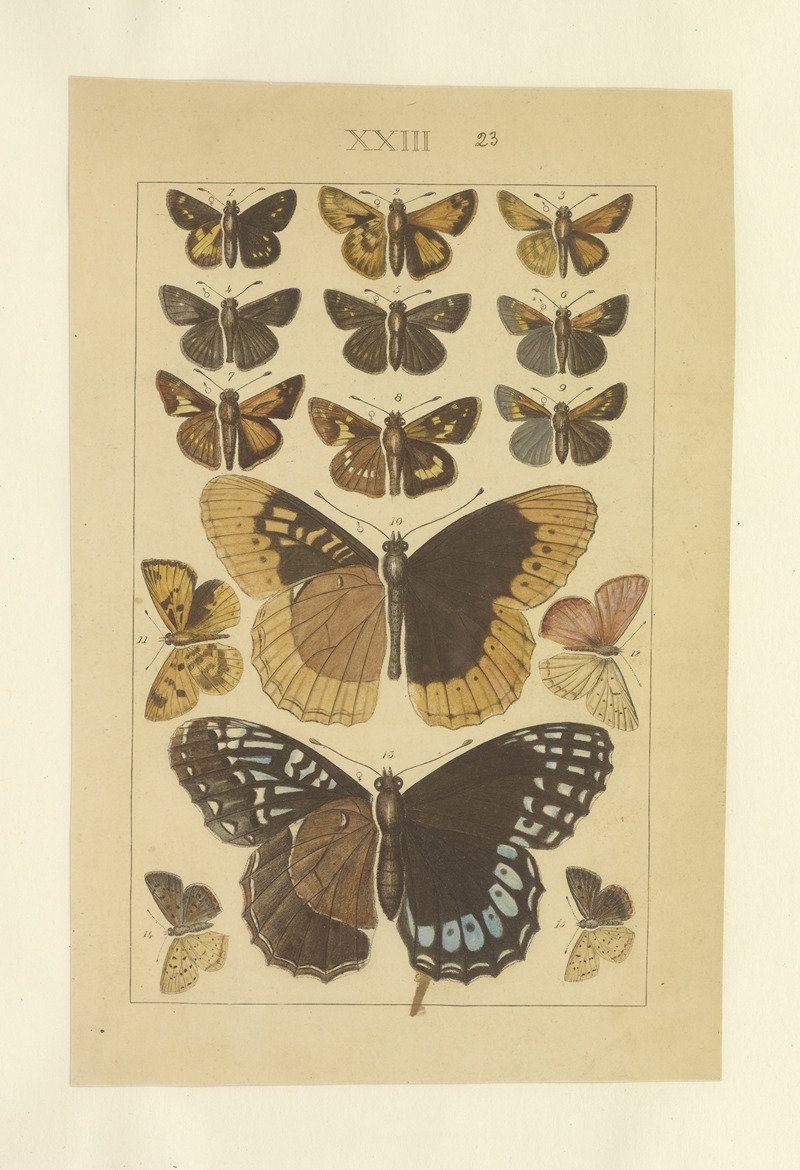 Lepidoptera Pl.023 by Townend Glover, 1873 — digital art print download