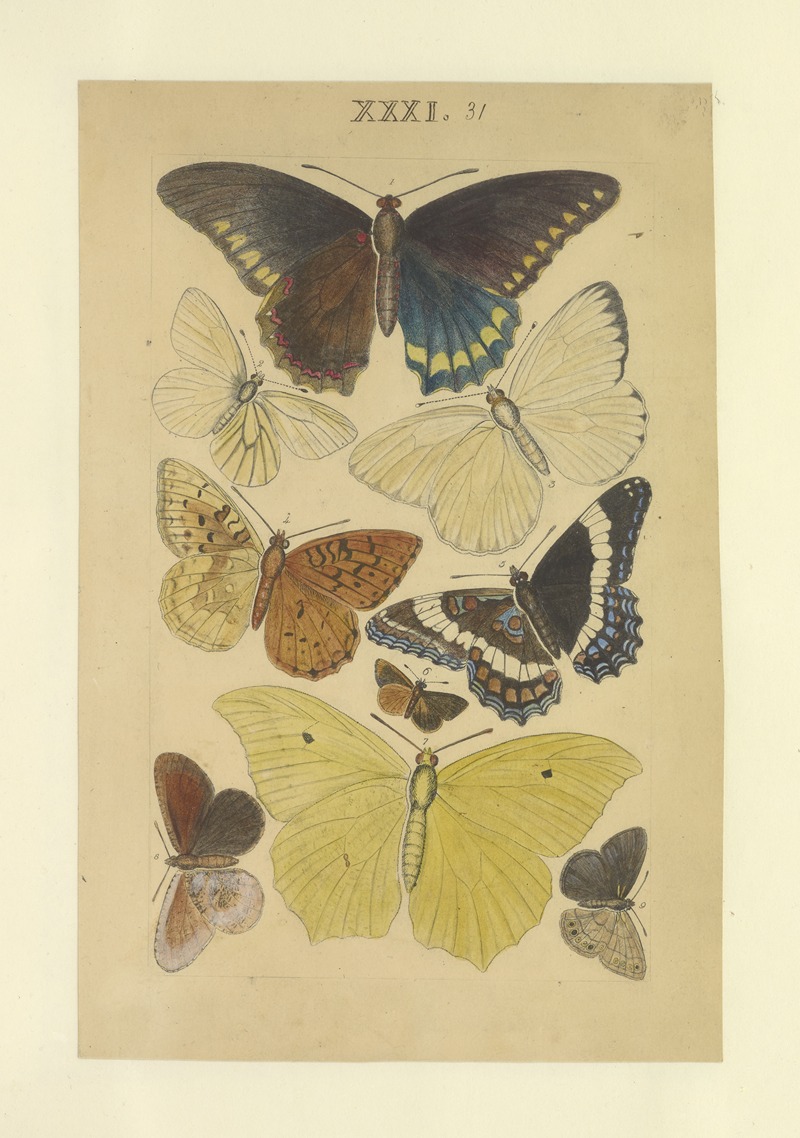 Lepidoptera Pl.031 by Townend Glover, 1873 — digital art print download