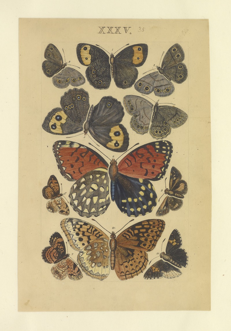 Lepidoptera Pl.035 by Townend Glover, 1873 — digital art print download