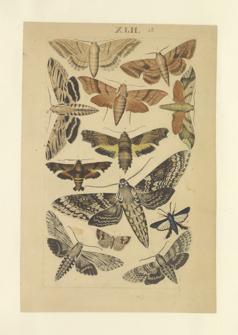 Lepidoptera Pl.041 by Townend Glover, 1873 — digital art print download