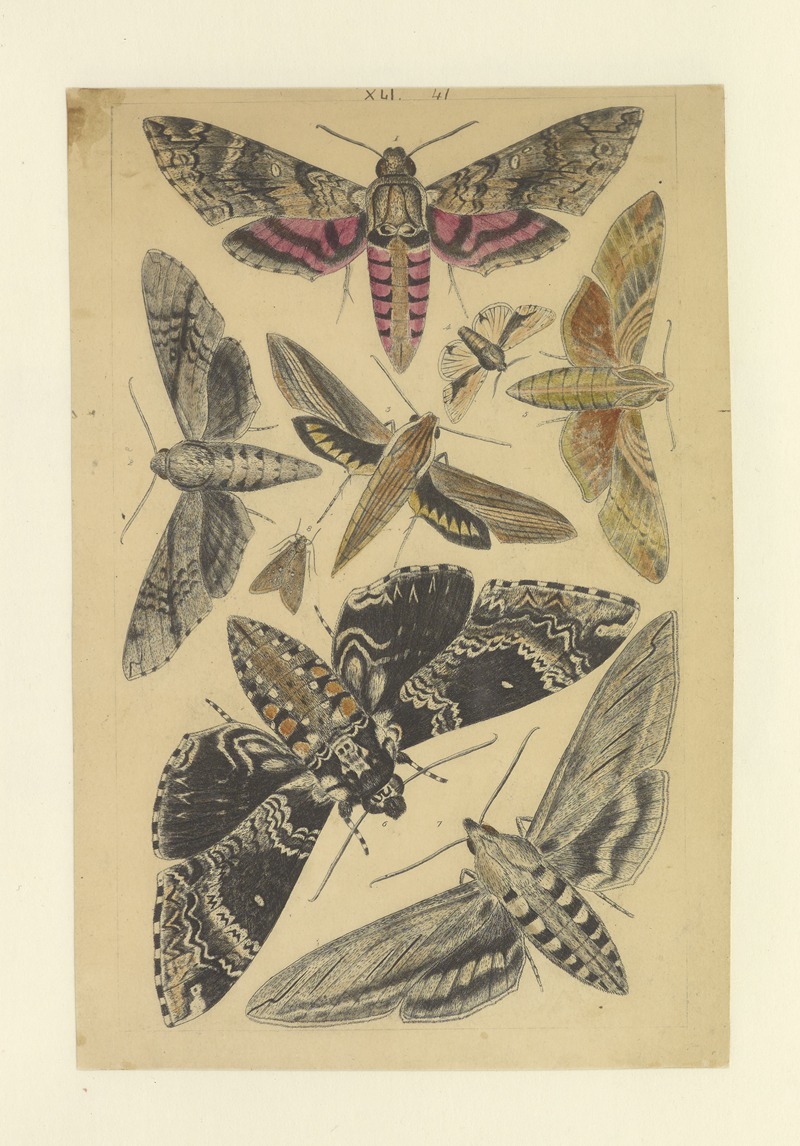 Lepidoptera Pl.042 by Townend Glover, 1873 — digital art print download