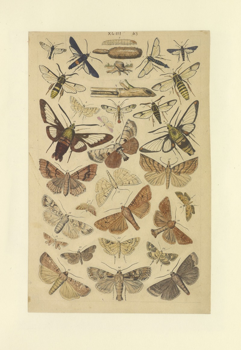 Lepidoptera Pl.043 by Townend Glover, 1873 — digital art print download