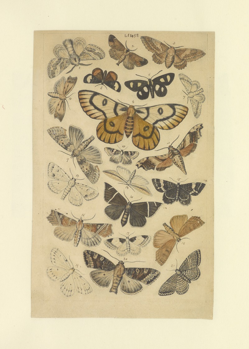 Lepidoptera Pl.052 by Townend Glover, 1873 — digital art print download