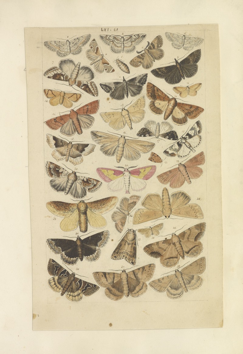 Lepidoptera Pl.061 by Townend Glover, 1873 — digital art print download