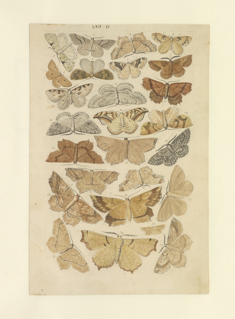 Lepidoptera Pl.062 by Townend Glover, 1873 — digital art print download