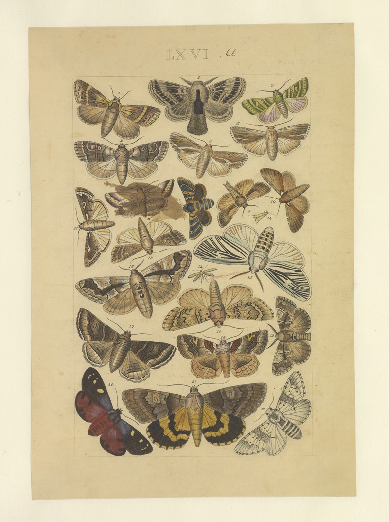 Lepidoptera Pl.066 by Townend Glover, 1873 — digital art print download
