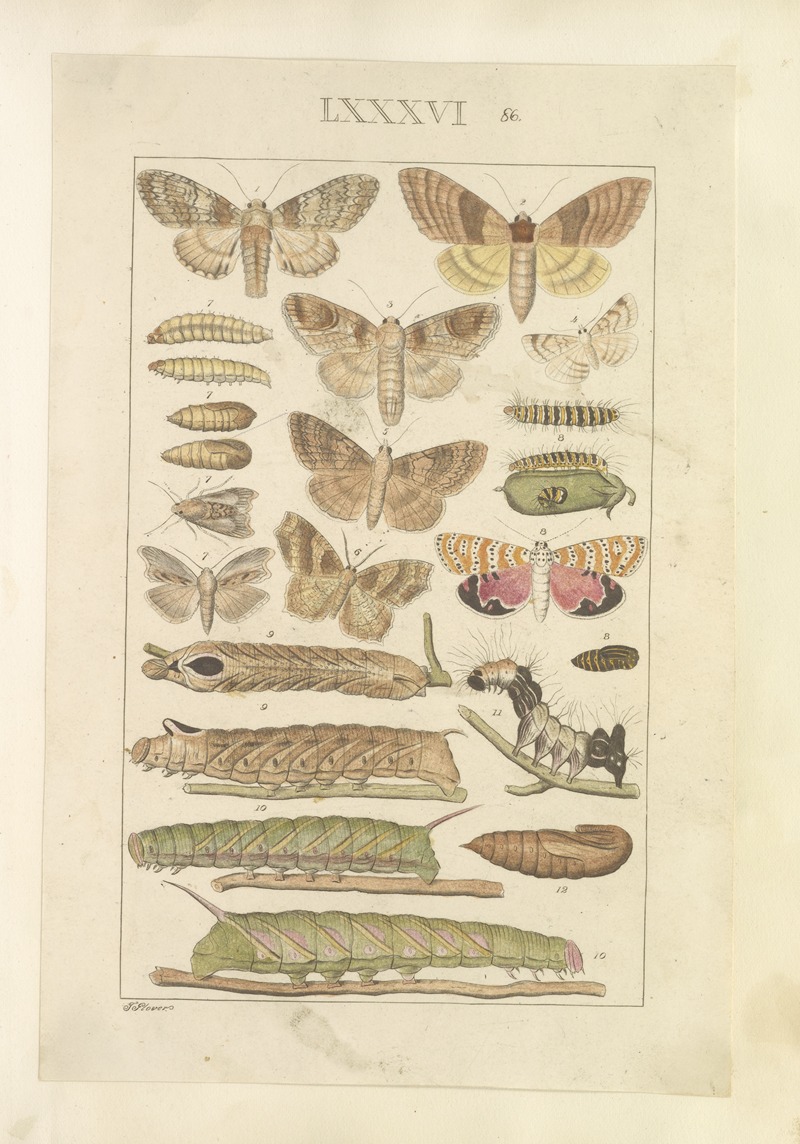 Lepidoptera Pl.086 by Townend Glover, 1873 — digital art print download
