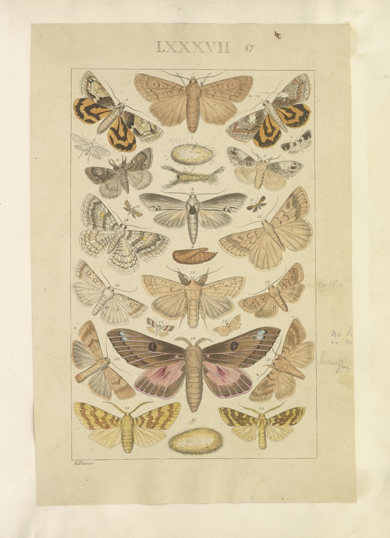 Lepidoptera Pl.087 by Townend Glover, 1873 — digital art print download