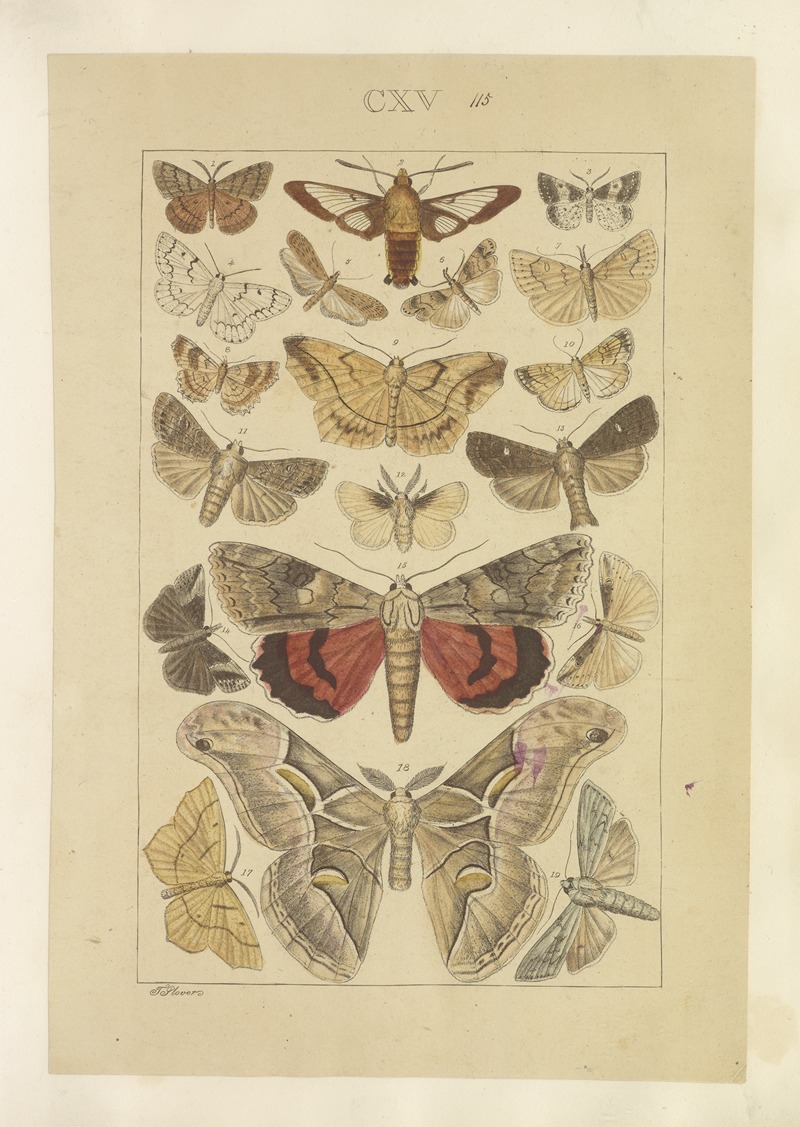 Lepidoptera Pl.115 by Townend Glover, 1873 — digital art print download