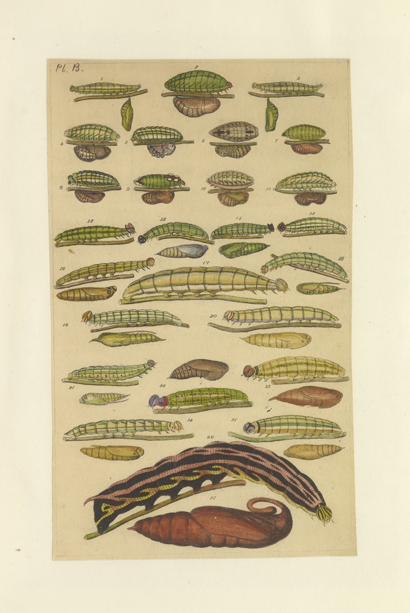Lepidoptera Pl.119 by Townend Glover, 1873 — digital art print download