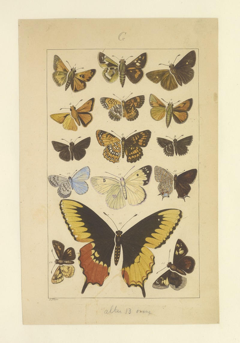 Lepidoptera Pl.124 by Townend Glover, 1873 — digital art print download
