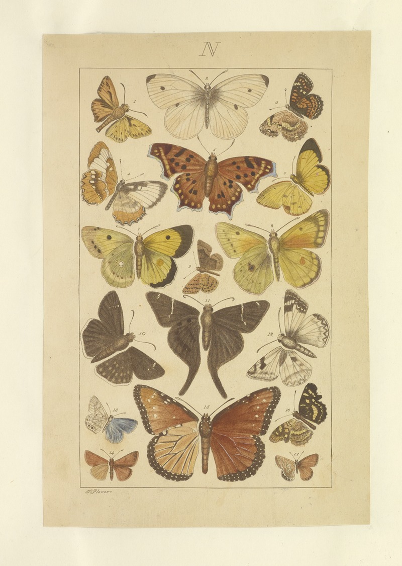 Lepidoptera Pl.130 by Townend Glover, 1873 — digital art print download