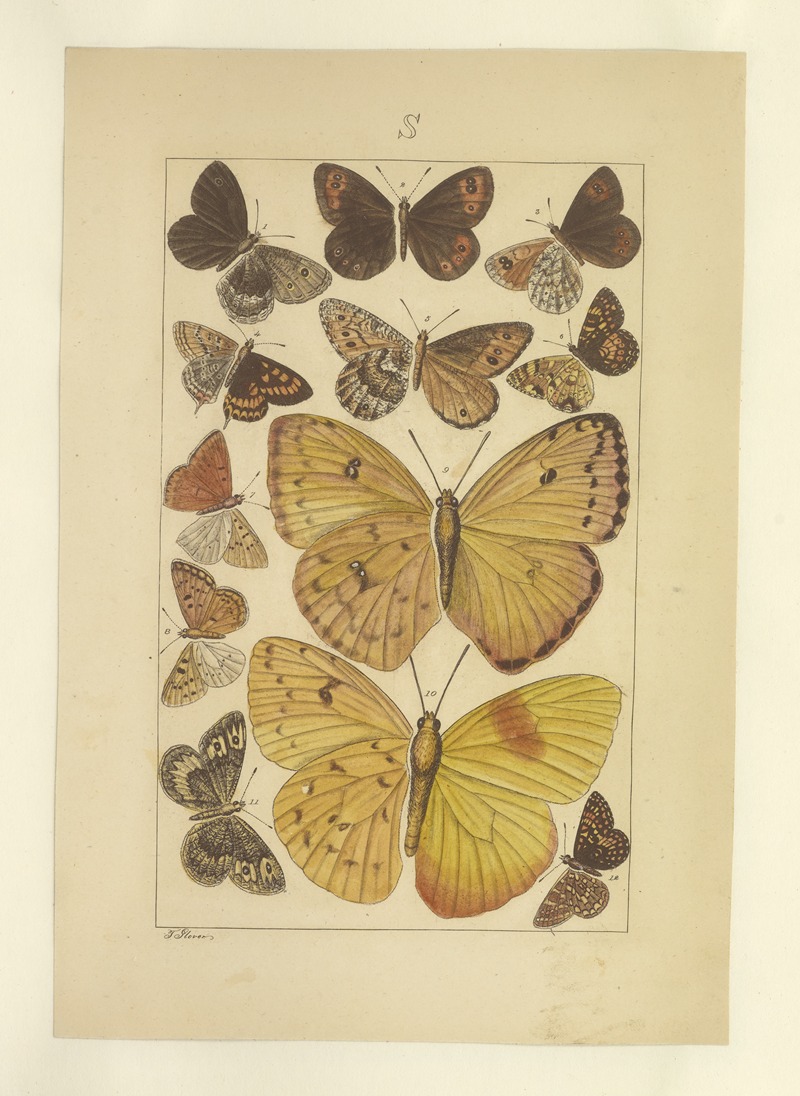 Lepidoptera Pl.135 by Townend Glover, 1873 — digital art print download
