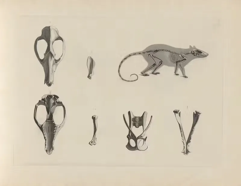 Skelet vom Mäusebeutelthier (Did. murina) by Christian Heinrich Pander, 1895 — digital art print download