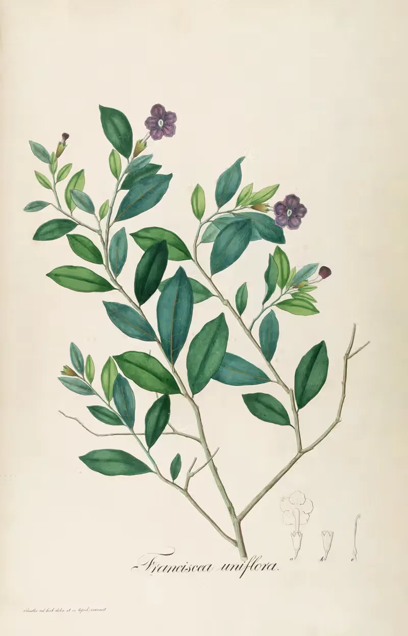 Franciscea uniflora by Johann Baptist Emanuel Pohl, 1827 — digital art print download