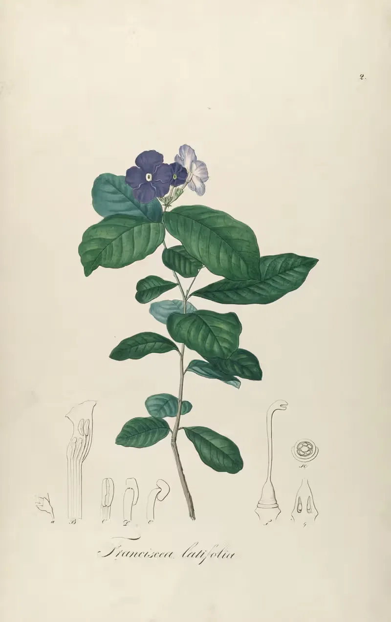 Franciscea latifolia by Johann Baptist Emanuel Pohl, 1827 — digital art print download