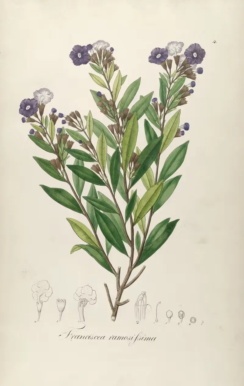 Franciscea ramosissima by Johann Baptist Emanuel Pohl, 1827 — digital art print download