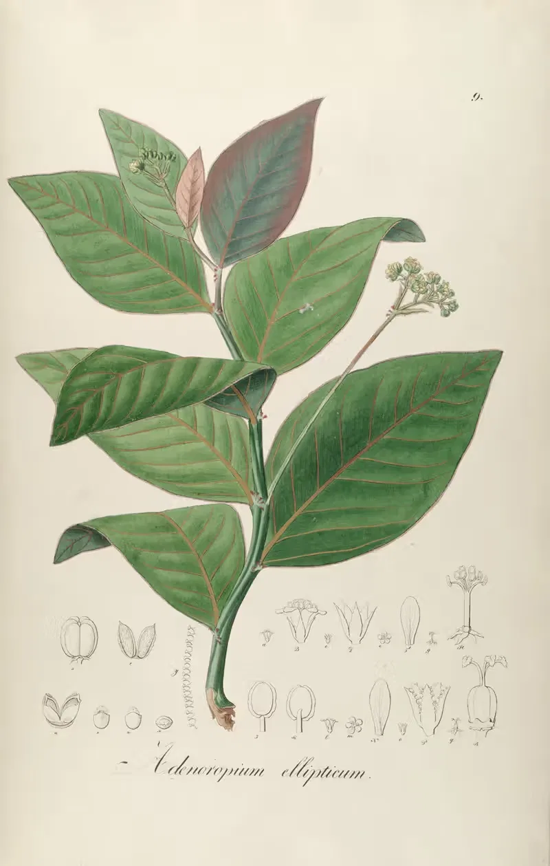 Adenoropium ellipticum by Johann Baptist Emanuel Pohl, 1827 — digital art print download
