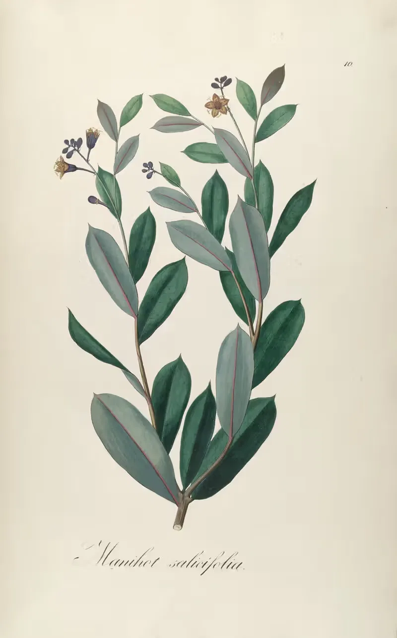 Manihot salicifolia by Johann Baptist Emanuel Pohl, 1827 — digital art print download