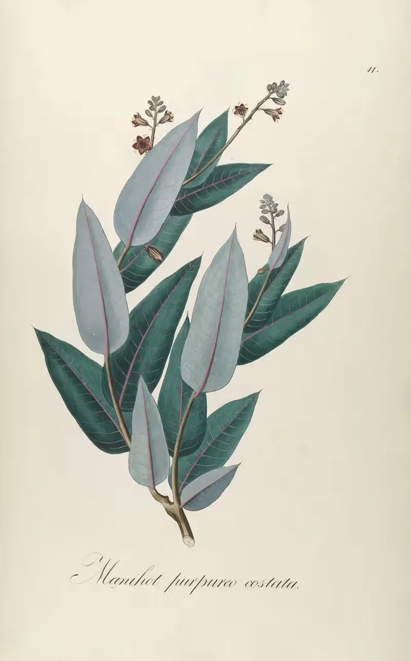Manihot purpureo costata — Johann Baptist Emanuel Pohl