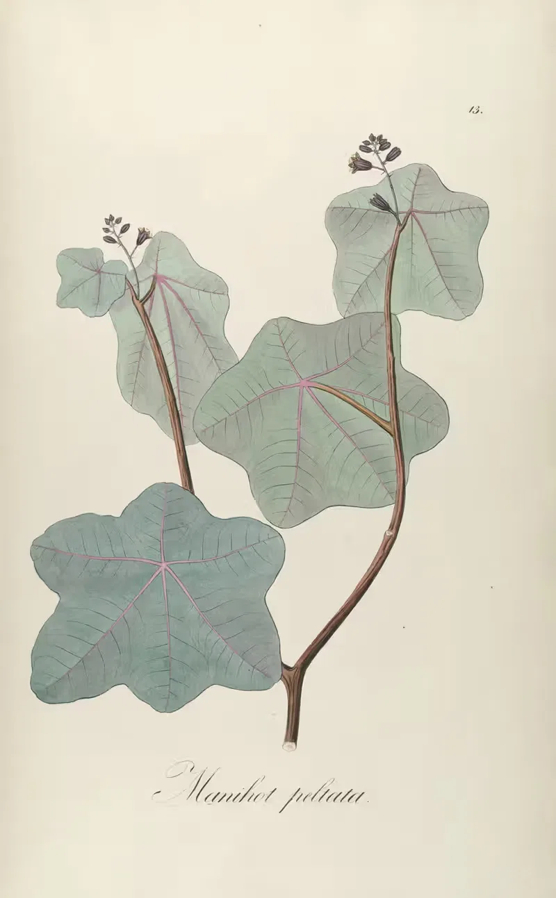 Manihot peltata by Johann Baptist Emanuel Pohl, 1827 — digital art print download